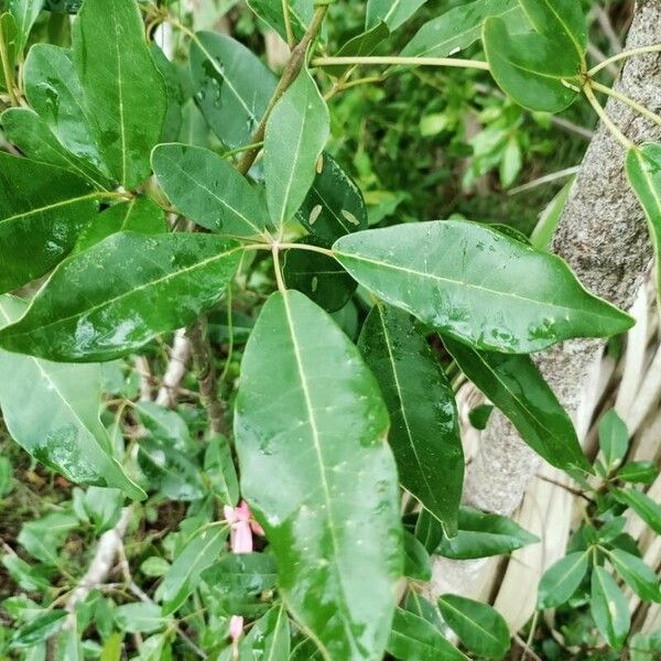 Tabebuia heterophylla Лист