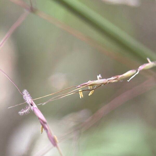 Capillipedium spicigerum Flower