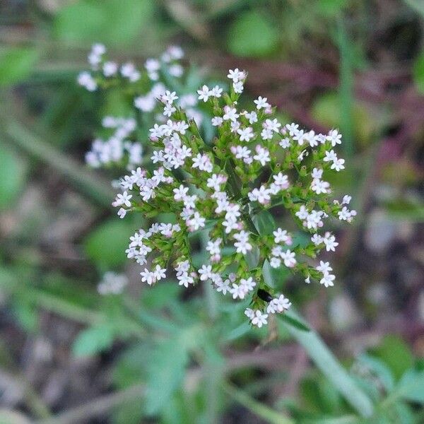 Valeriana tripteris Flor