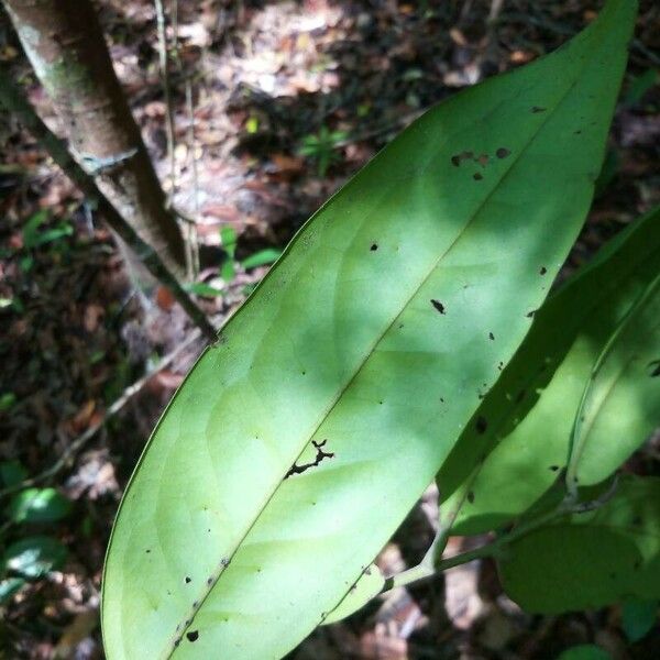 Diospyros diepenhorstii Blatt