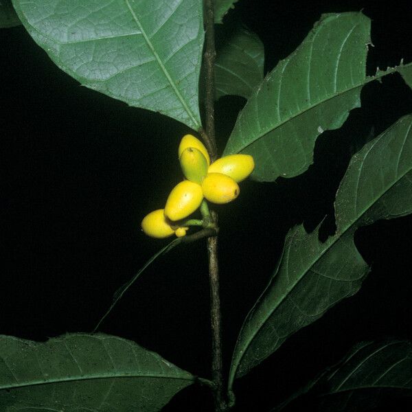 Clarisia ilicifolia Fruit