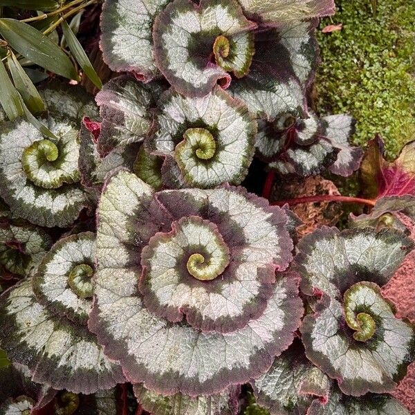 Begonia rex Blad