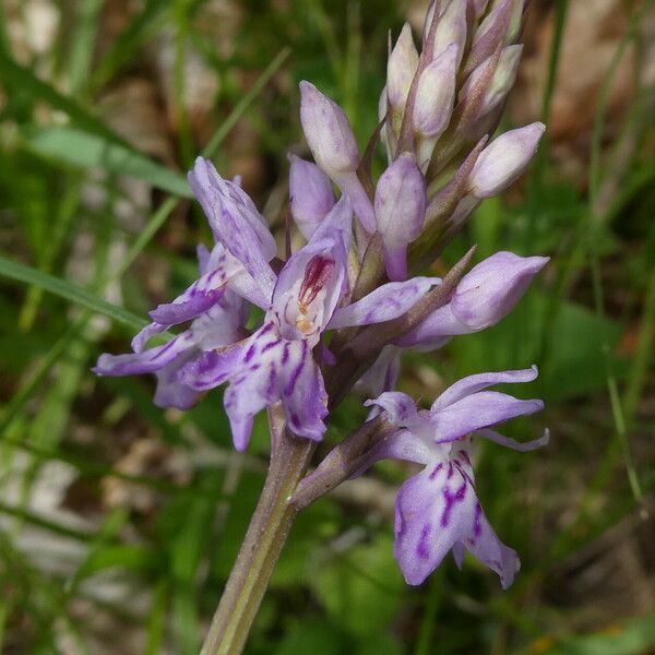 Dactylorhiza maculata Kwiat