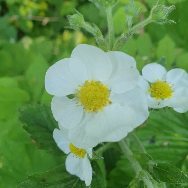 Fragaria moschata 花