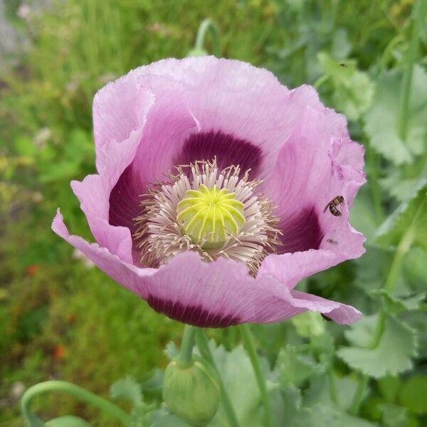 Papaver somniferum Floro