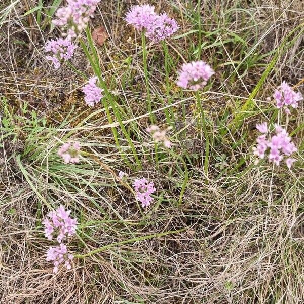 Allium lusitanicum Blüte