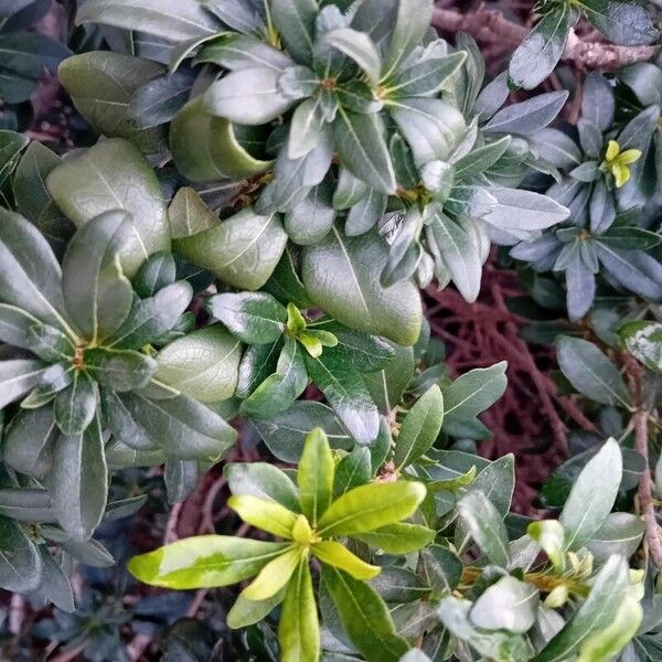 Pittosporum heterophyllum Yaprak