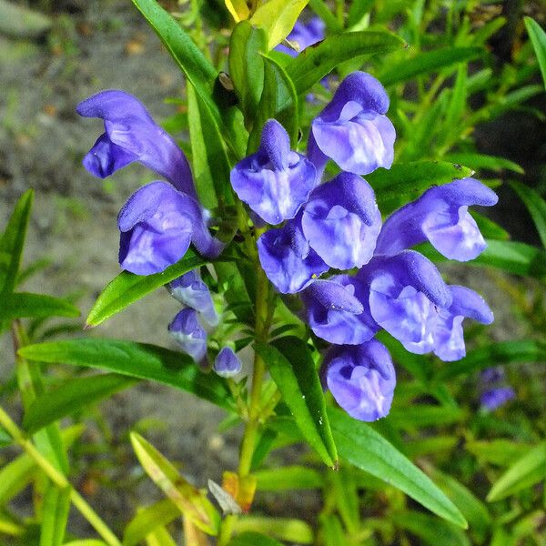 Scutellaria baicalensis 花