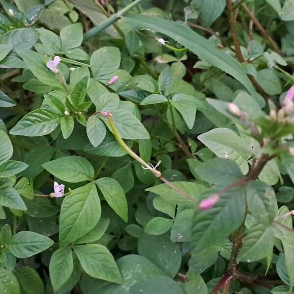 Cleome rutidosperma Yaprak