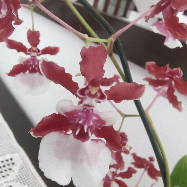 Oncidium spp. Blomst