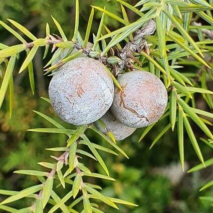 Juniperus oxycedrus Fruct