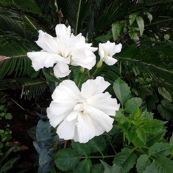 Jasminum sambac Blomma