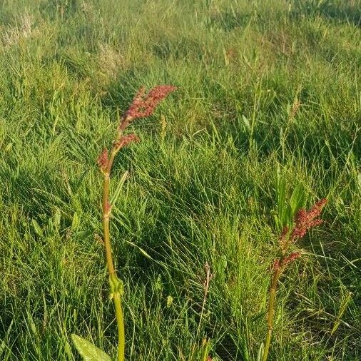 Rumex acetosa Květ