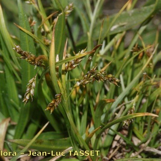 Carex capillaris Natur