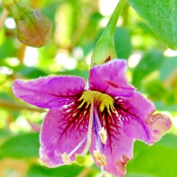 Lycium barbarum Flower