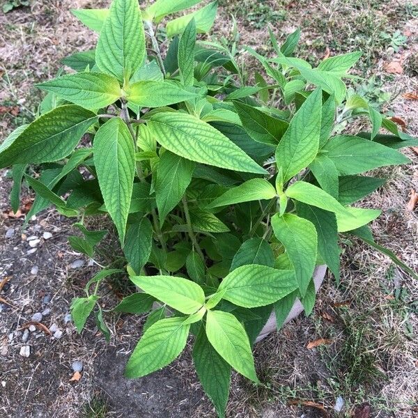 Salvia elegans Levél