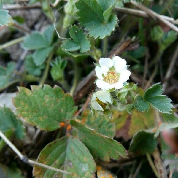 Potentilla sterilis Blüte