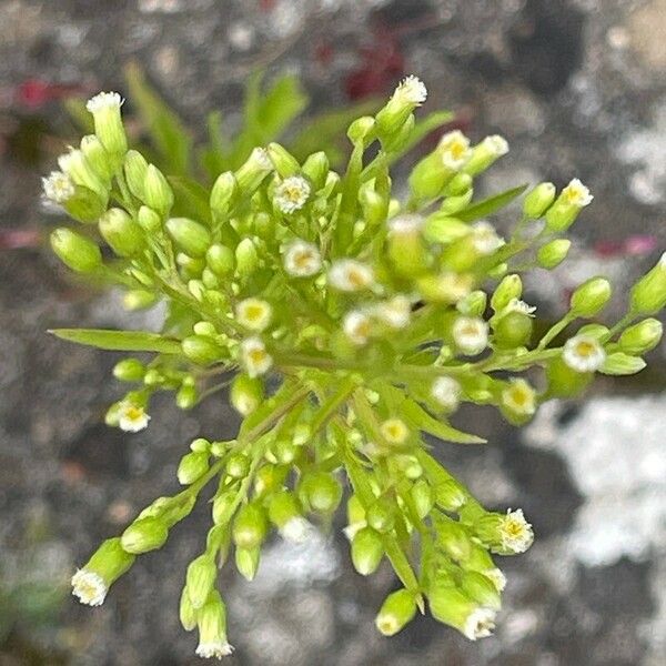 Erigeron canadensis Характер