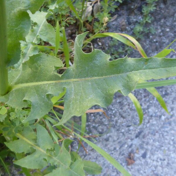 Cichorium intybus Folha