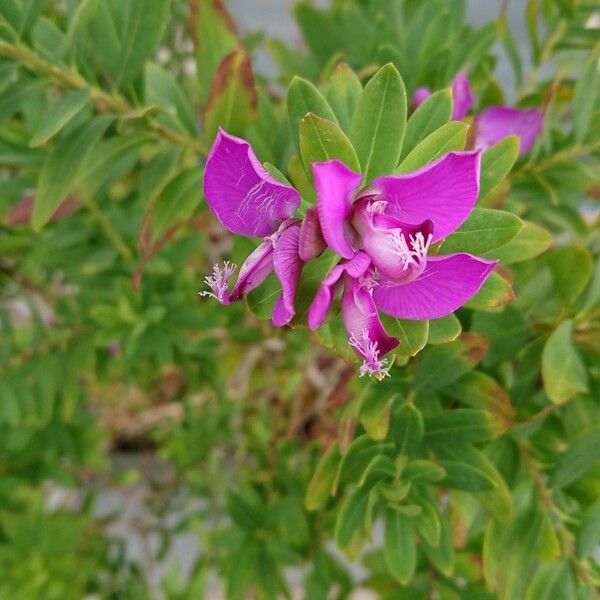 Polygala myrtifolia Floro