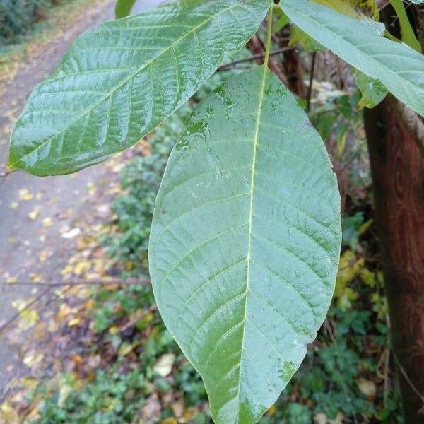 Juglans regia Ліст