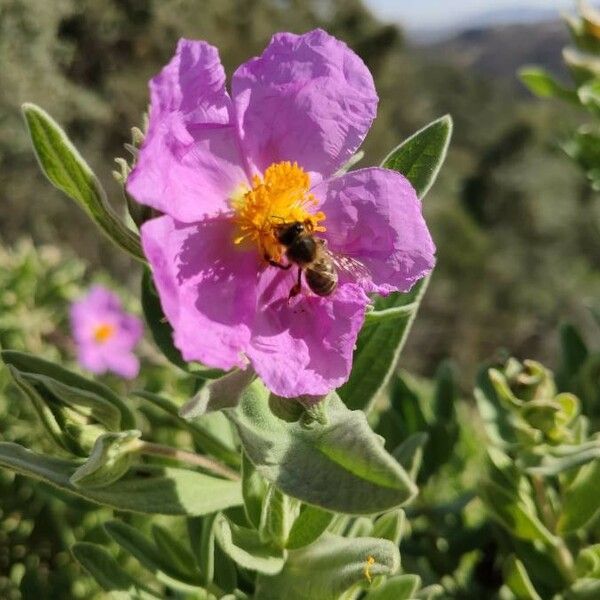 Cistus albidus Flower