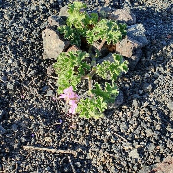 Pelargonium capitatum Flor