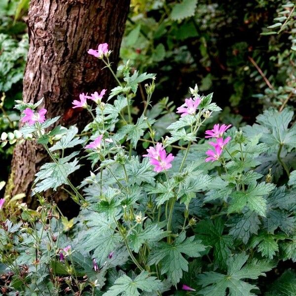 Geranium × oxonianum Lapas