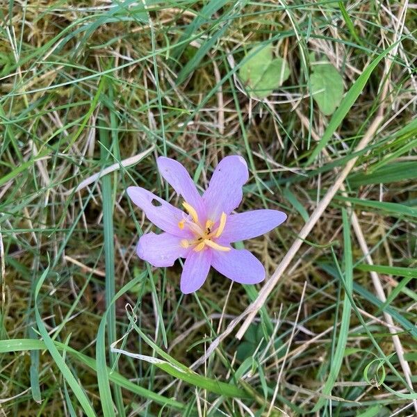 Colchicum autumnale Flor