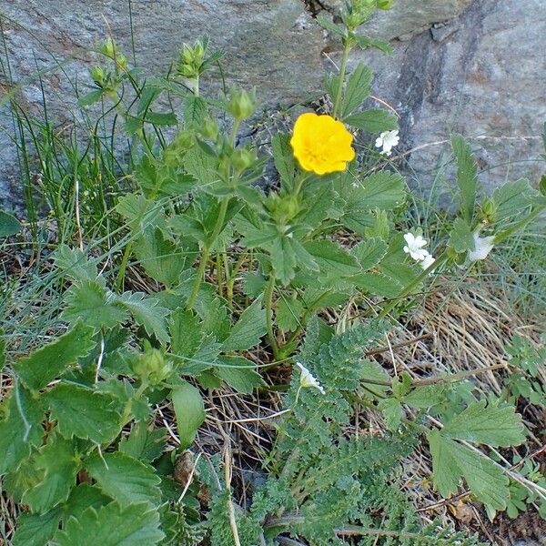 Potentilla grandiflora Habit