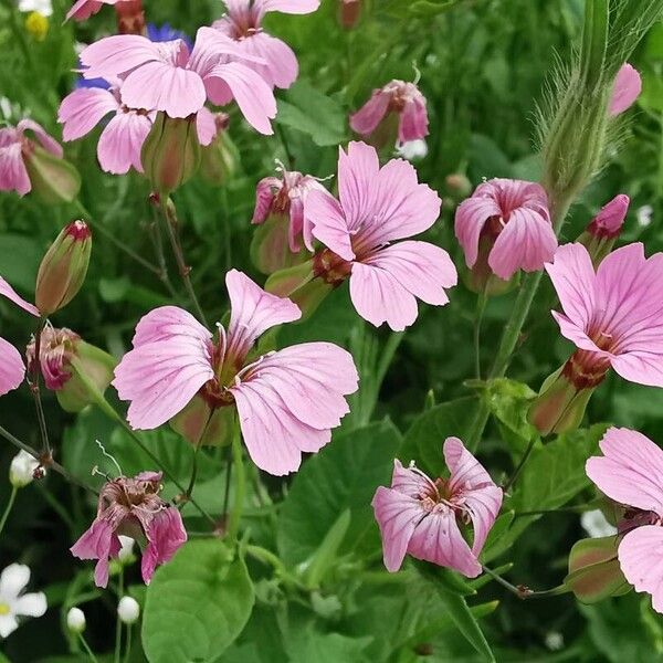 Gypsophila vaccaria Flower