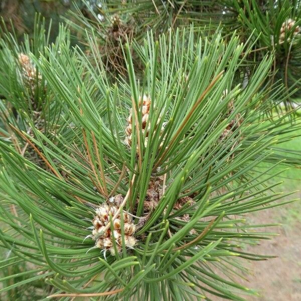 Pinus heldreichii Frunză