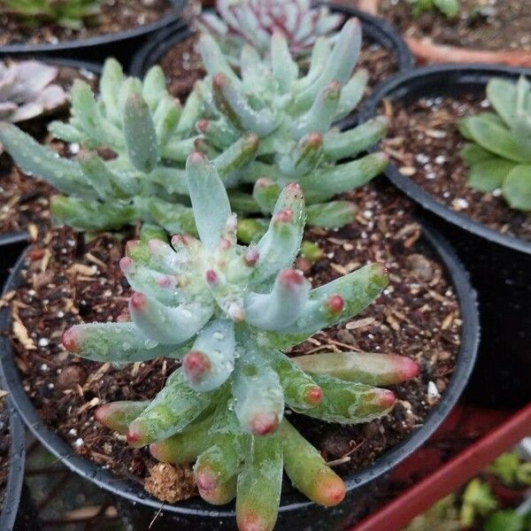 Sedum pachyphyllum Hoja