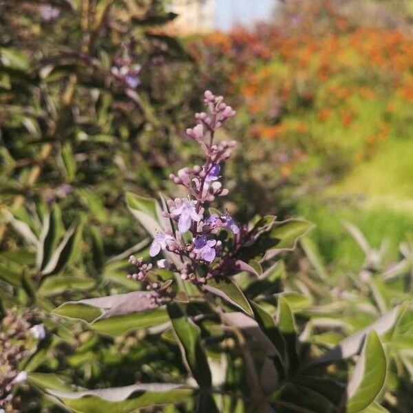 Vitex trifolia Цвят