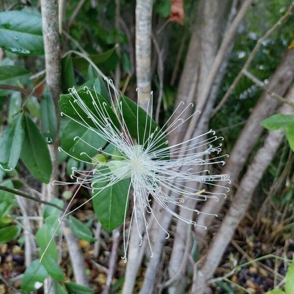 Morisonia flexuosa 樹皮