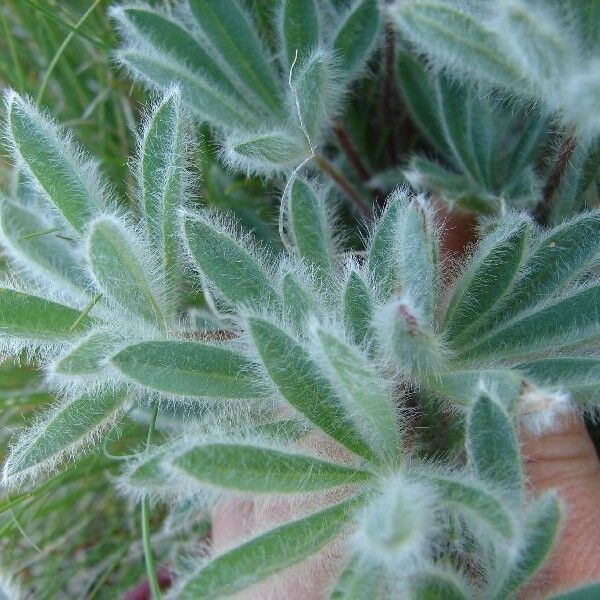 Lupinus pusillus Folha