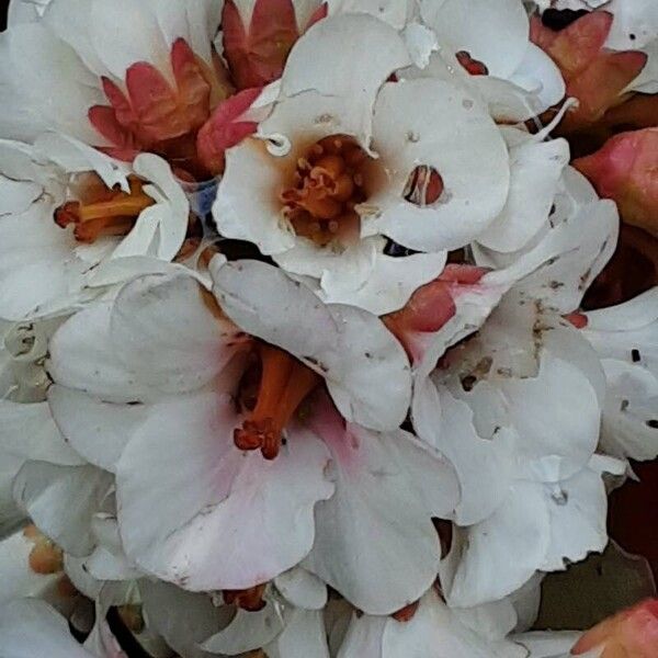 Bergenia ciliata Flower