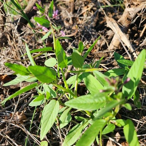 Cleome monophylla Φύλλο