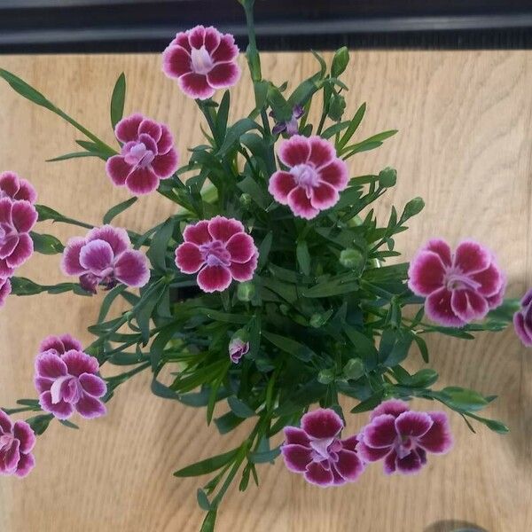 Dianthus chinensis Flor