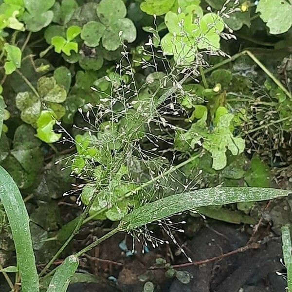 Panicum trichoides Frukt