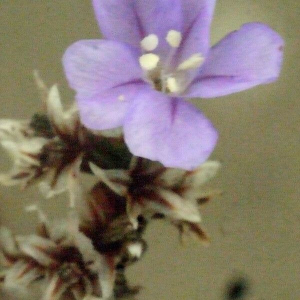 Limonium legrandii Cvet