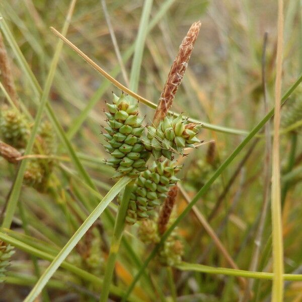 Carex extensa Flower