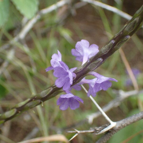 Stachytarpheta jamaicensis Flower