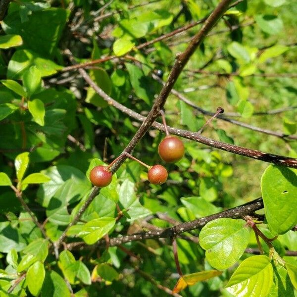 Frangula alnus Frutto