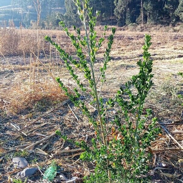 Buxus sempervirens Leaf