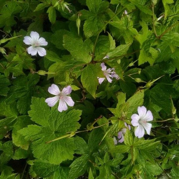 Geranium nodosum Flower