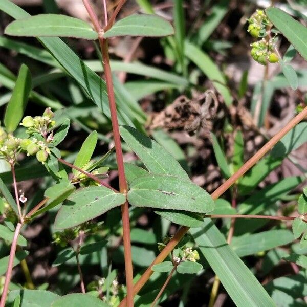 Euphorbia hyssopifolia Φύλλο