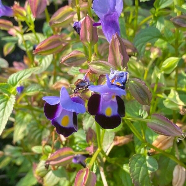 Torenia asiatica Fiore