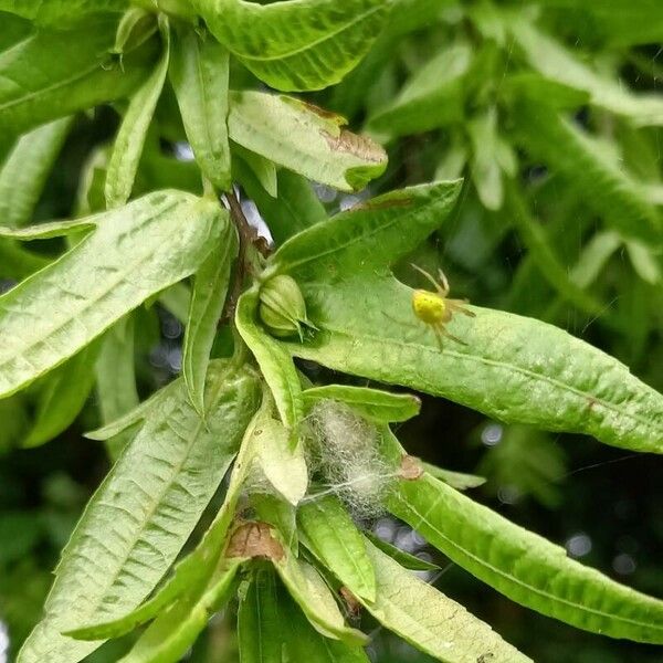 Carpinus betulus Frukt