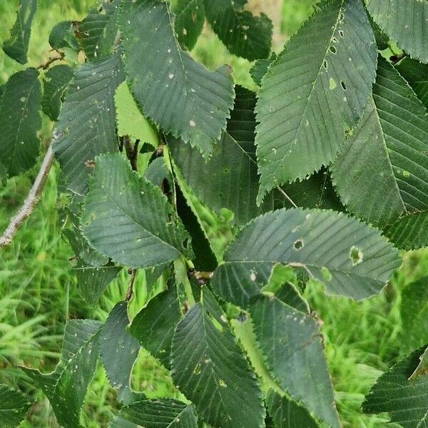 Ulmus davidiana Folha